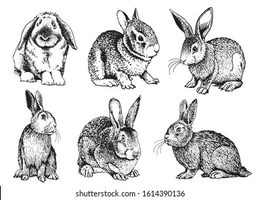 Graphical set of rabbits isolated on white background, vector illustration	
