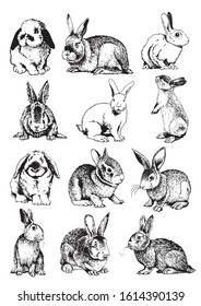 Graphical set of rabbits isolated on white background, vector illustration	
