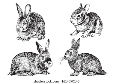 Graphical set of rabbits isolated on white background, vector illustration	
