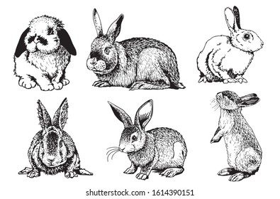 Graphical set of rabbits isolated on white background, vector illustration	
