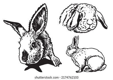 Graphical set of rabbits isolated on white background,vector illustration