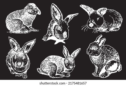 Graphical set of rabbits isolated on black background,vector engraved illustration