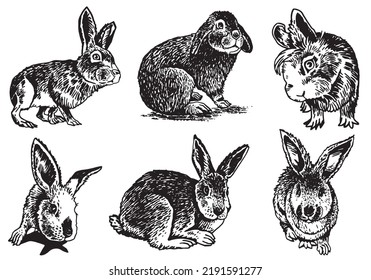Graphical set of rabbits isolated on white,vector illustration. Bunnies 