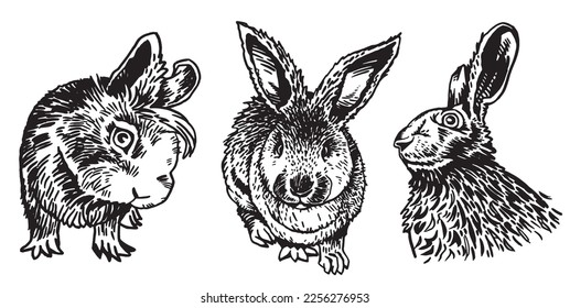 Graphical set of rabbits isolated on white background,vector illustration,domestic animals