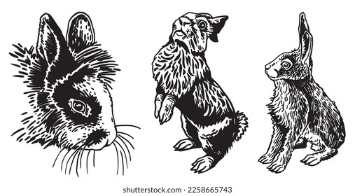 Graphical set of rabbits isolated on white background,vector illustration,domestic animals