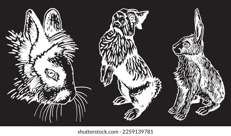 Graphical set of rabbits isolated on white background,vector illustration,domestic animals