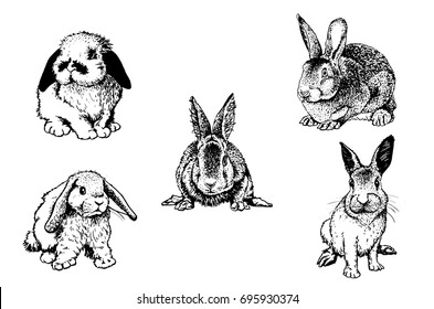 Graphical set of rabbits isolated on white background, vector sketched illustration