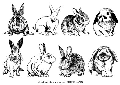 Graphical set of rabbits isolated on white background,vector sketch