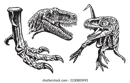 Graphical set of raptors isolated on white background,vector