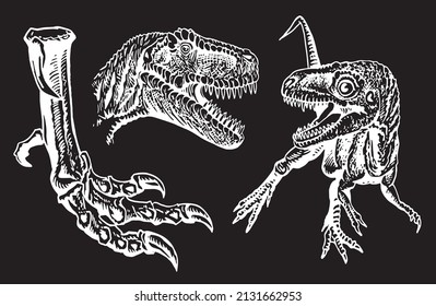 Graphical set of raptors isolated on black background,vector