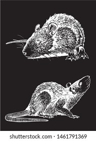 Graphical set of rats isolated on black,vector engraved  illustration,rodent