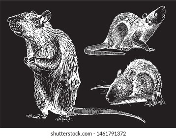 Graphical set of rats isolated on black,vector engraved  illustration,rodent