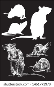 Graphical set of rats isolated on black,vector engraved  illustration,rodent