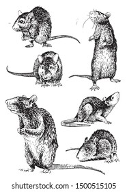 12,556 Rat sketch Images, Stock Photos & Vectors | Shutterstock