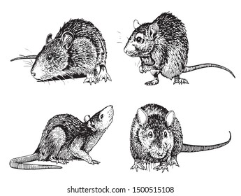 Graphical set of rats isolated on white,vector illustration,rodent