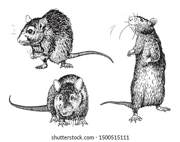 Graphical set of rats isolated on white,vector illustration,rodent