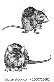 Graphical set of rats isolated on white,vector illustration,rodent