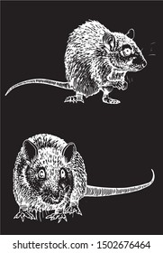 Graphical set of rats isolated on black,vector engraved  illustration,rodent