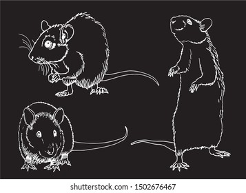 Graphical set of rats isolated on black,vector engraved  illustration,rodent