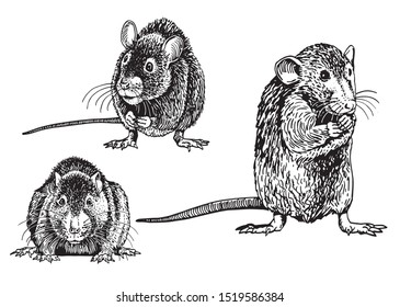 Graphical set of rats isolated on white,vector illustration,rodent