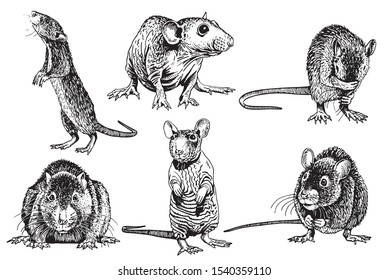 Graphical set of rats isolated on white background,vector illustration,symbol of new year