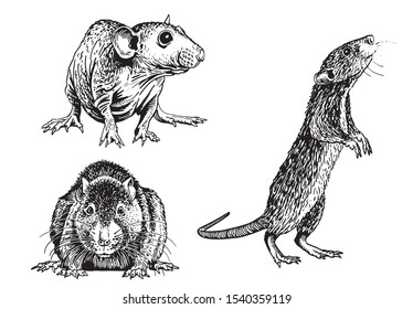 Graphical set of rats isolated on white background,vector illustration,symbol of new year