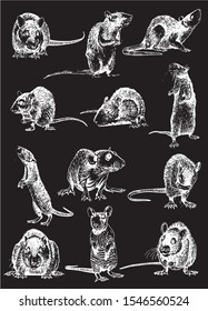 Graphical set of rats isolated on black background,vector illustration,symbol of new year