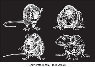 Graphical set of rats isolated on black background,vector illustration,symbol of new year