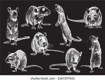 Graphical set of rats isolated on black background,vector engraved illustration,symbol of new year 2020