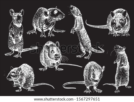 Graphical set of rats isolated on black background,vector engraved illustration,symbol of new year 2020