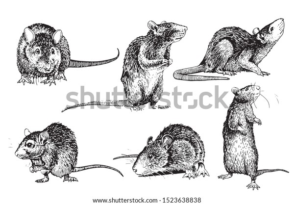 Graphical Set Rats Isolated On Whitevector Stock Vector (Royalty Free ...