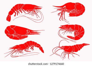 Graphical set of red shrimps isolated on white,vector sea-food illustration