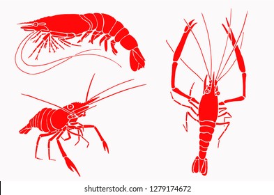 Graphical set of red shrimps isolated on white,vector sea-food illustration