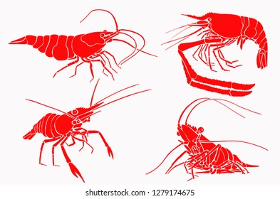 Graphical set of red shrimps isolated on white,vector sea-food illustration