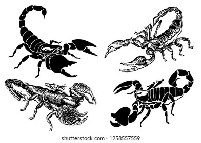 Graphical set of scorpions isolated on white background,vector sketch for tattoo and printing design