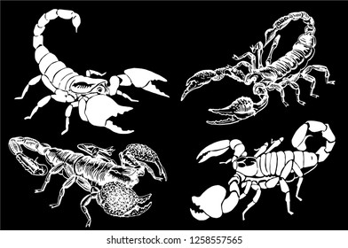 Graphical set of scorpions isolated on black background,vector sketch for tattoo and printing design