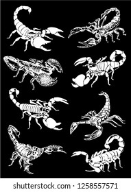 Graphical set of scorpions isolated on black background,vector sketch for tattoo and printing design