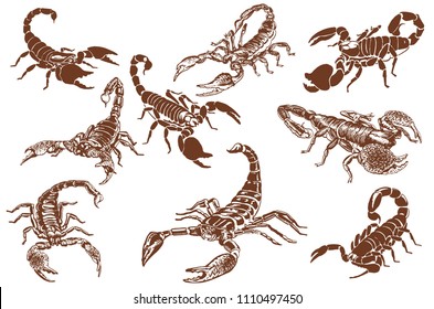 Graphical set of scorpions,vector vintage illustration