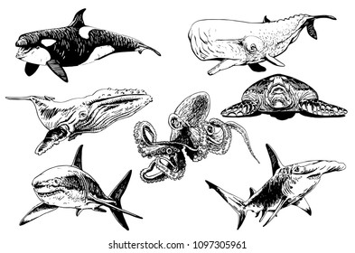 Graphical set of sea-food isolated on white,vector sketch