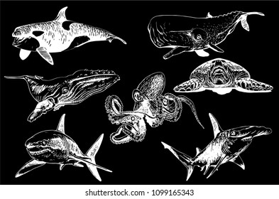 Graphical set of sea-food isolated on black background,vector illustration