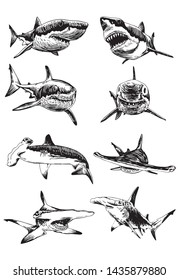 Graphical set of sharks isolated on white background, vector illustration