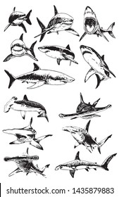 Graphical set of sharks isolated on white background, vector illustration