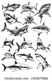 Graphical set of sharks isolated on white background, vector illustration