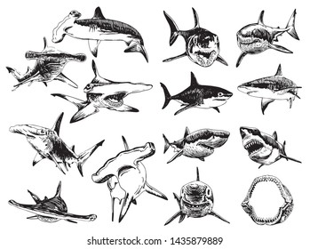 Graphical set of sharks isolated on white background, vector illustration