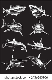  Graphical set of sharks isolated on black background, vector illustration