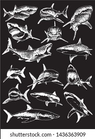  Graphical set of sharks isolated on black background, vector illustration