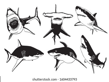 Graphical set of sharks isolated on white background,vector illustration