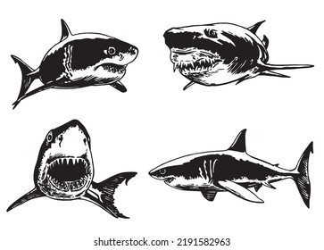 Graphical set of sharks isolated on white, marine life element.Vector illustration