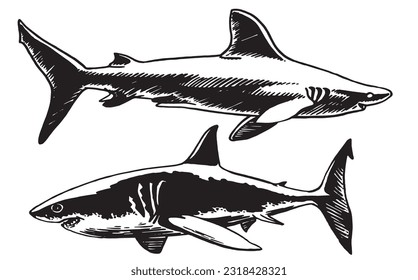 Graphical set of sharks isolated on white, great white sharks. Vector illustration