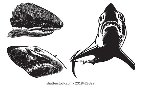 Graphical set of sharks isolated on white, great white sharks. Vector illustration